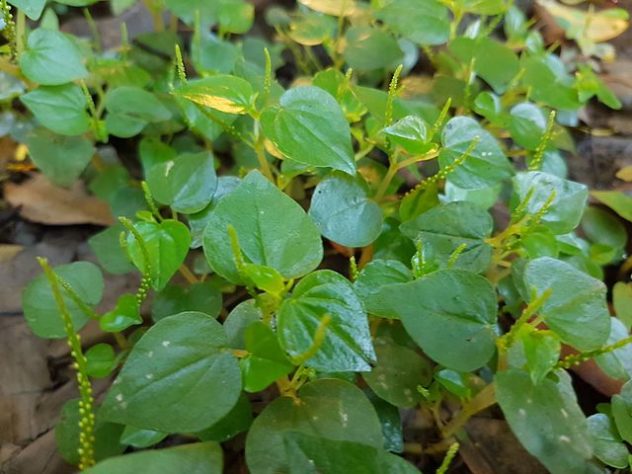 Plantas em casa