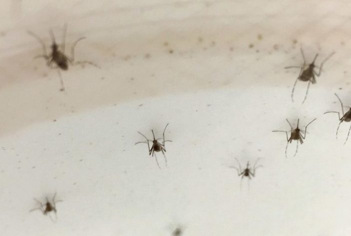 Mosquito