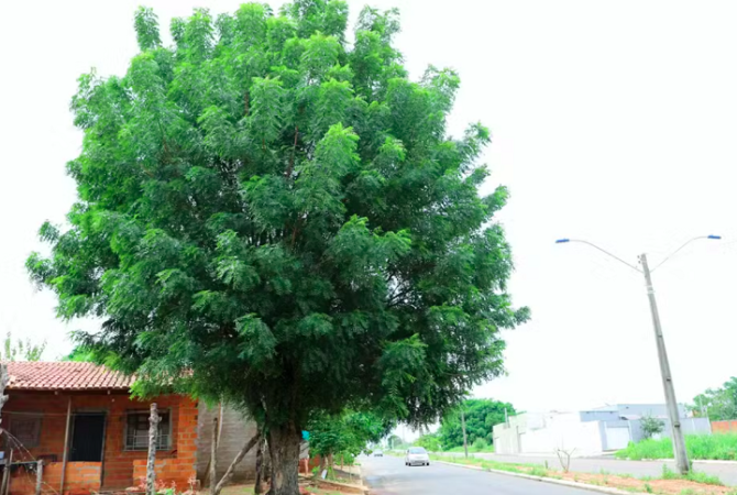 Cidade proíbe árvore invasora que mata abelhas