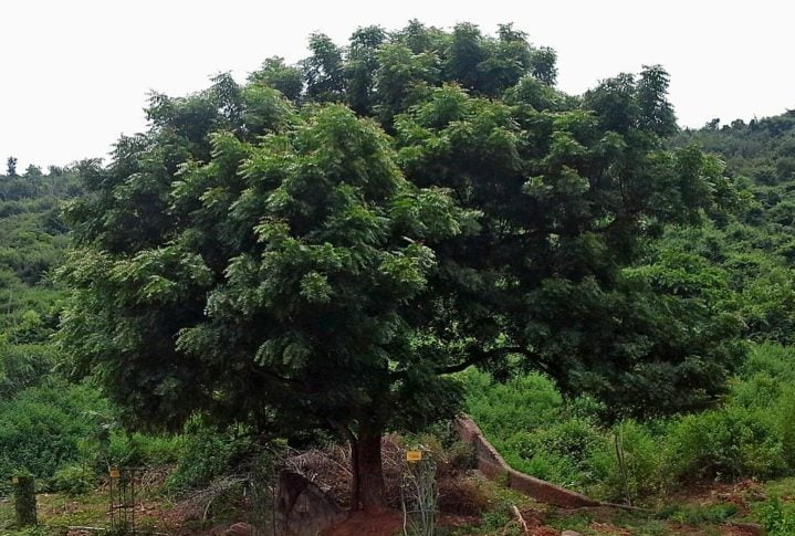 Além disso, em 2022, foi publicado um decreto que permite a remoção das árvores de Nim sem a necessidade de aprovação ambiental. A seguir, entenda a importância das abelhas para o meio ambiente!