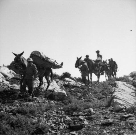 Mulas na Segunda Guerra 