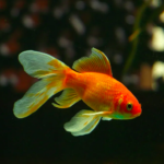 Carpa dourada -- peixe-dourado