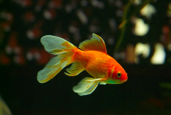 Peixinho de aquário é grande predador dos lagos; conheça!