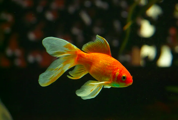 Carpa dourada -- peixe-dourado