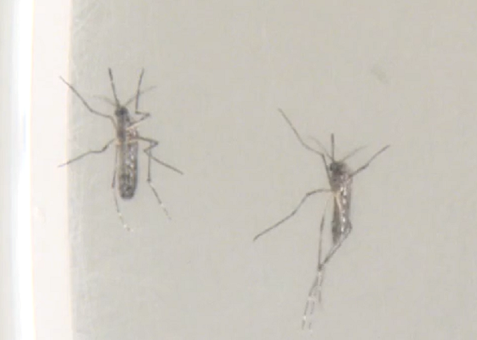 Entender por que essas espécies de animais aparecem e como evitá-los é essencial para reduzir a infestação nos meses mais quentes.