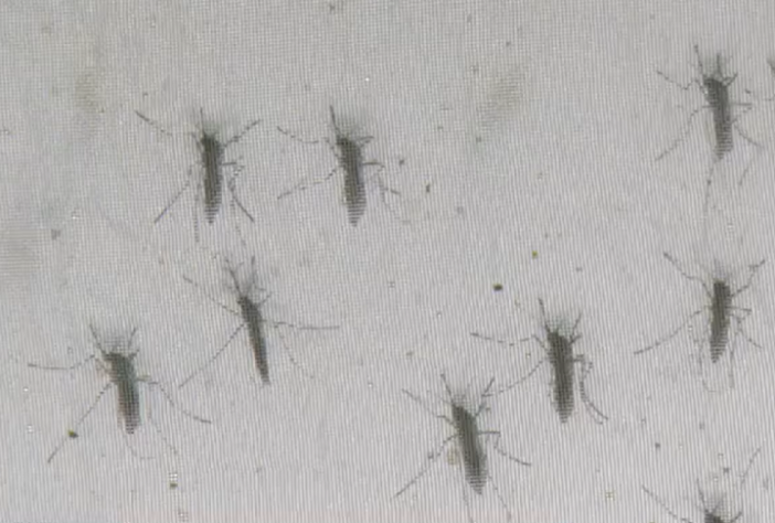 Mosquito