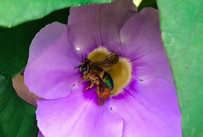 Árvore Nim - espécie invasora prejudica abelhas em município do Tocantins