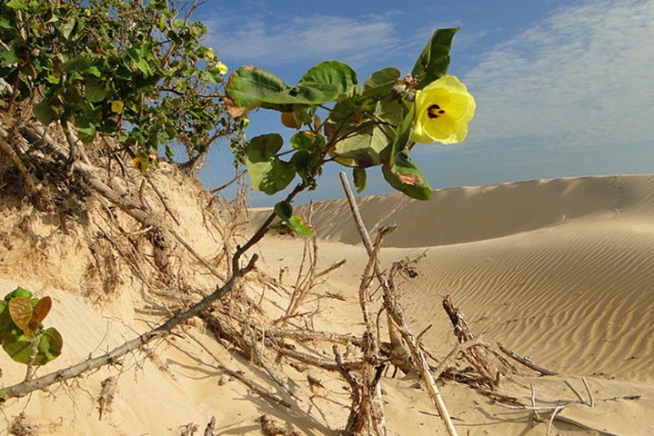 As dunas de Itaúnas, no norte do Espírito Santo, são um convite à admiração da natureza, com rios, manguezais e belas praias. As dunas são de areia fina e branca.