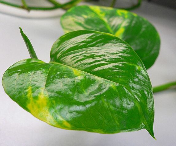 Plantas em casa