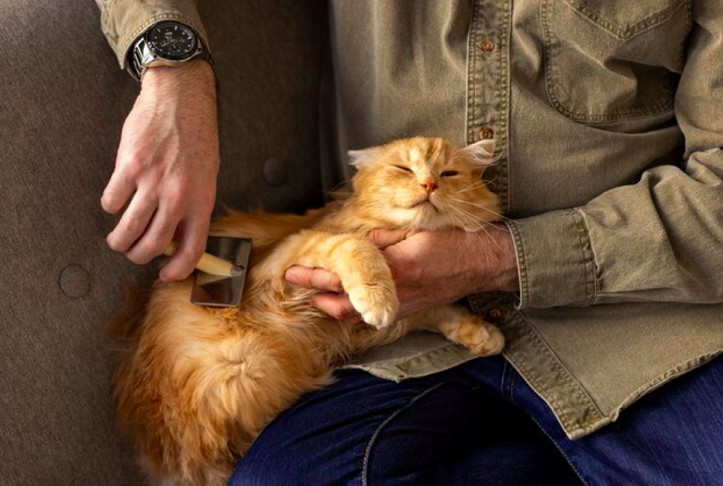 Em geral, os gatos vivem até 20 anos, dedicando grande parte de sua vida ao sono, já que passam 2/3 do seu dia dormindo, ou seja, permanecem acordados por aproximadamente 7 anos.-freepik