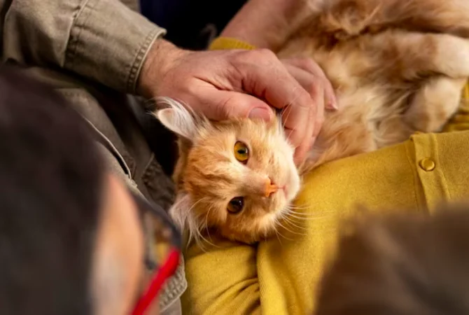 Cresce o número de gatos no Brasil
