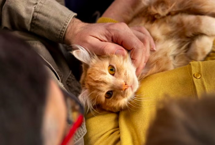 Gato, cat sitter – Freepik