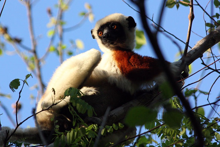 As orelhas têm ausência de pelo e são pequenas e pretas, enquanto que os olhos são amarelos.-Charles J. Sharp/Wikimedia Commons