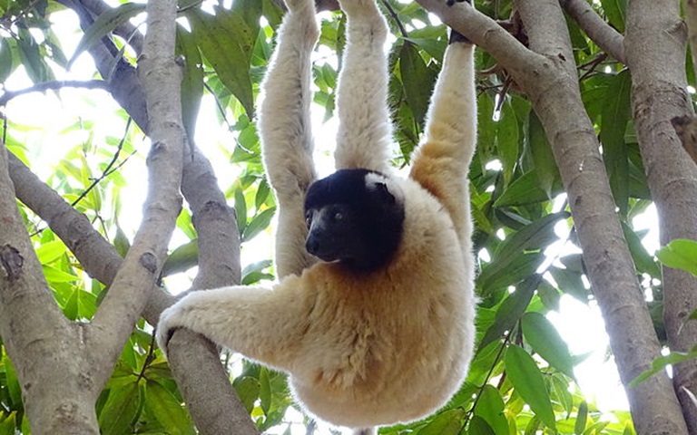 O lêmure-sifaka vive em florestas secas cercadas de mangues,  cerca de 300 metros acima do nível do mar, no noroeste de Madagascar. -SurreyJohn/Wikimedia Commons