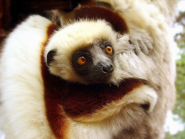 A gestação de um lêmure-sifaka dura cerca de 160 dias e, aos seis meses, já são independentes, atingindo o tamanho máximo com um ano de vida.-Charlescantin/Wikimedia Commons