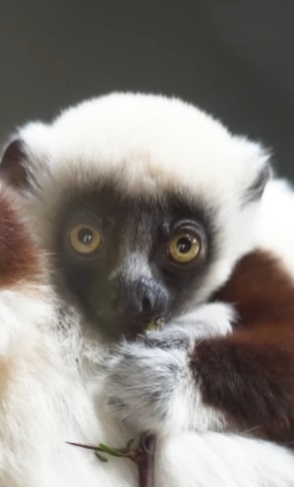 A espécie é uma das mais raras entre os primatas. Por isso, na ocasião, o perfil do zoológico nas redes sociais celebrou: "Estes lêmures estão à beira da extinção, então é uma grande vitória para a conservação".-Reprodução/Instagram