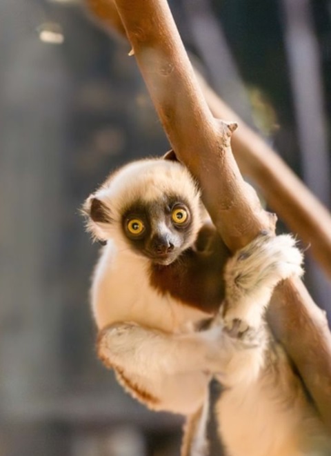 De acordo com o zoológico, nos últimos 30 anos, cerca de 80% dos animais da espécie morreram por causa do desmatamento.-Reprodução/Instagram