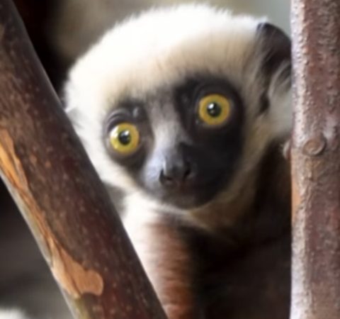 Nativos de Madagascar e populares no cinema, os lêmures podem acabar