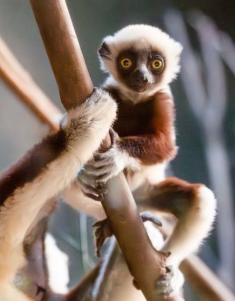 Desta maneira, os lêmures-sifaka foram classificados como criticamente ameaçados de extinção, em 2018, pela União Internacional para a Conservação da Natureza.-Reprodução/Instagram