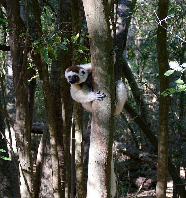 Os lêmures-sifaka são naturais da Ilha de Madagascar, onde lutam diariamente pela sobrevivência. -Gerhard mauracher/Wikimedia Commons