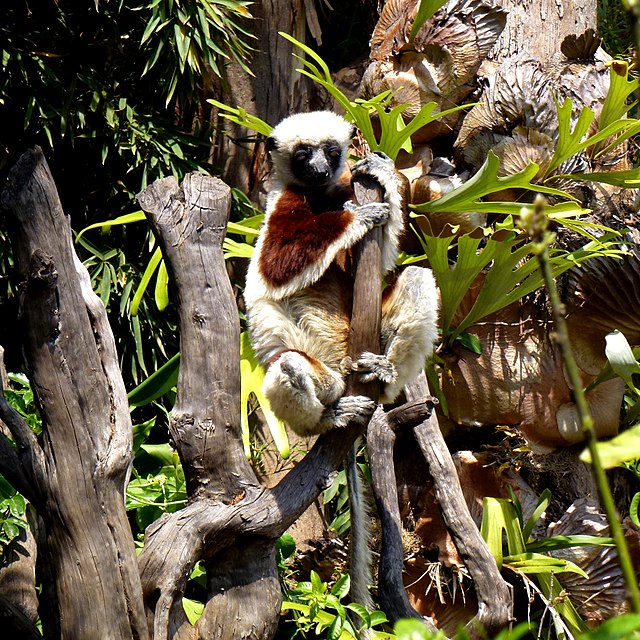 Os lêmures-sifaka também são chamados de "Sifaka-de-coquerel" e são primatas da família Indriidae (caracterizados pela ligação do nariz com a gengiva, o que limita as expressões faciais). -Hiroki Ogawa/Wikimedia Commons