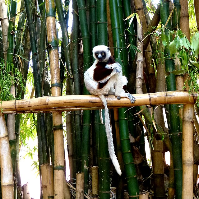 Descrita iniciamente em 1867 como uma subespécie do sifaka-de-verreaux, foi elevada à categoria de espécie em 2001.-Hiroki Ogawa/Wikimedia Commons