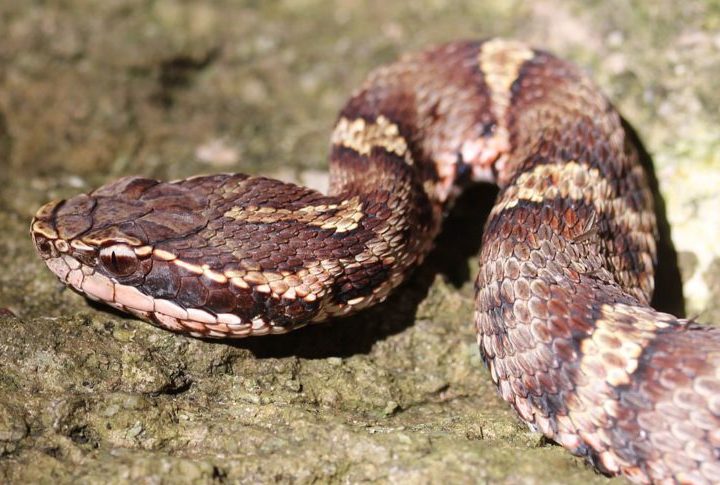 Cobra: O que é um sorvetinho de alho ou de bacon perto de um de cobra, não é mesmo? No Japão, a receita foi inventada usando uma das cobras mais venenosas, a Mamushi.-wikimedia commons 	Alpsdake
