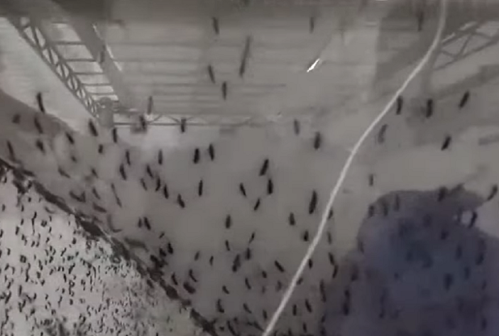 Vacina brasileira contra a dengue