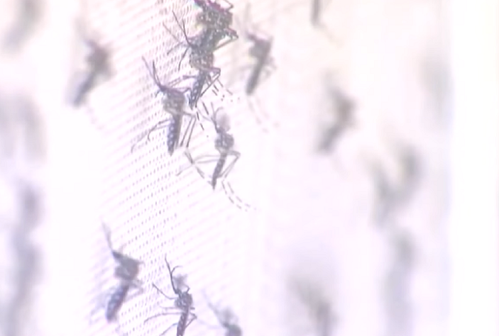 Mosquito da dengue -- aedes aegypti