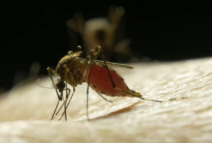 Vacina brasileira contra a dengue