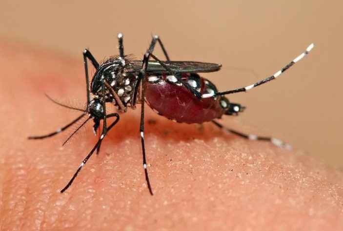 Mosquito