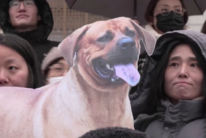 500 mil cães ficam vivos, mas sem destino, após lei que proibe carne de cachorro na Coreia do Sul