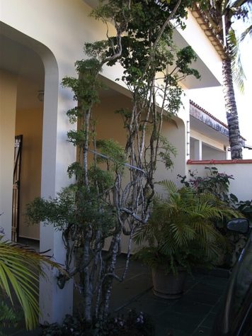Plantas em casa