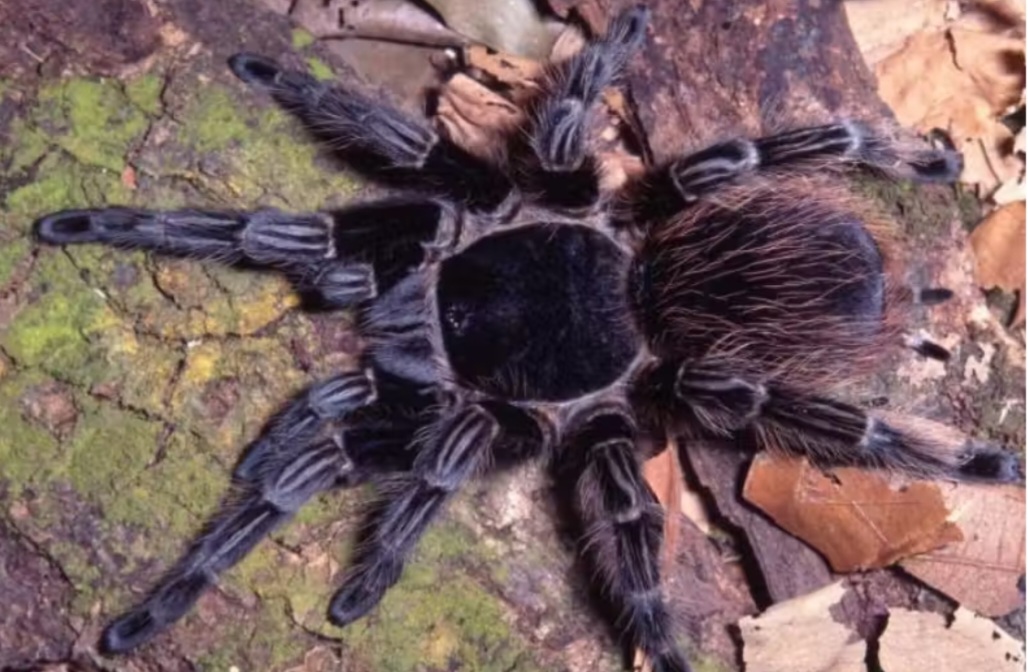 Aranha brasileira tem veneno que pode ajudar na cura do câncer - Divulgação Butantan