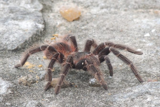 Veneno de aranha brasileira pode ajudar cientistas na descoberta da cura do câncer