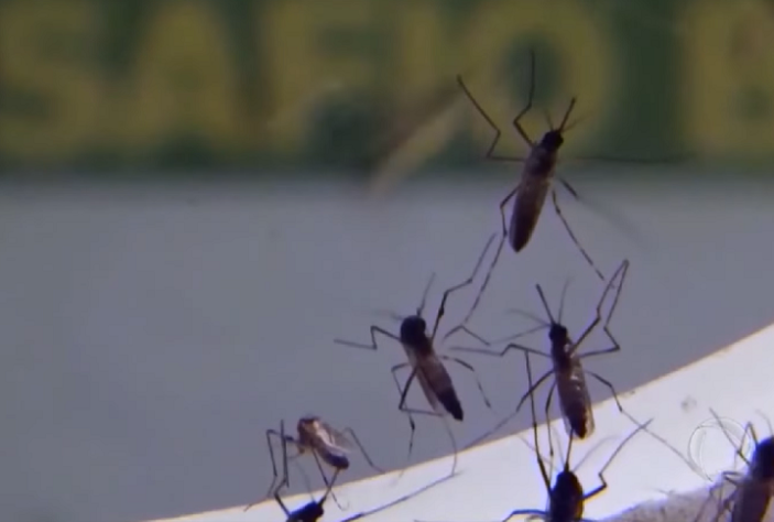 Vacina brasileira contra a dengue