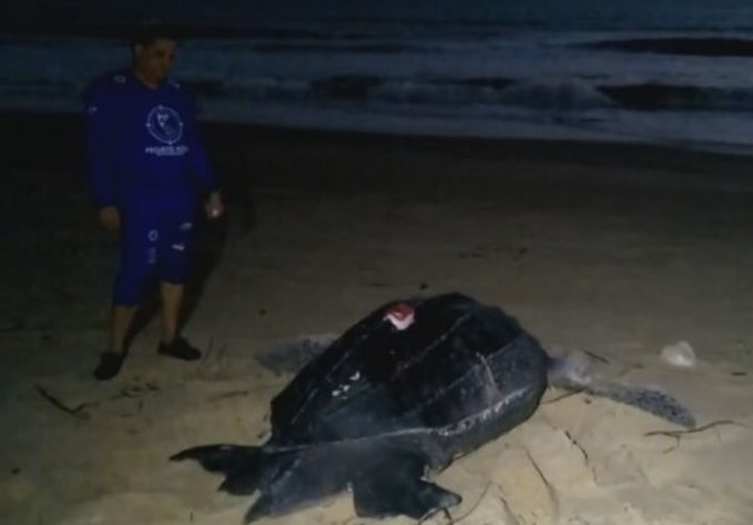 NInhos de tartarugas marinhas no litoral do Piauí