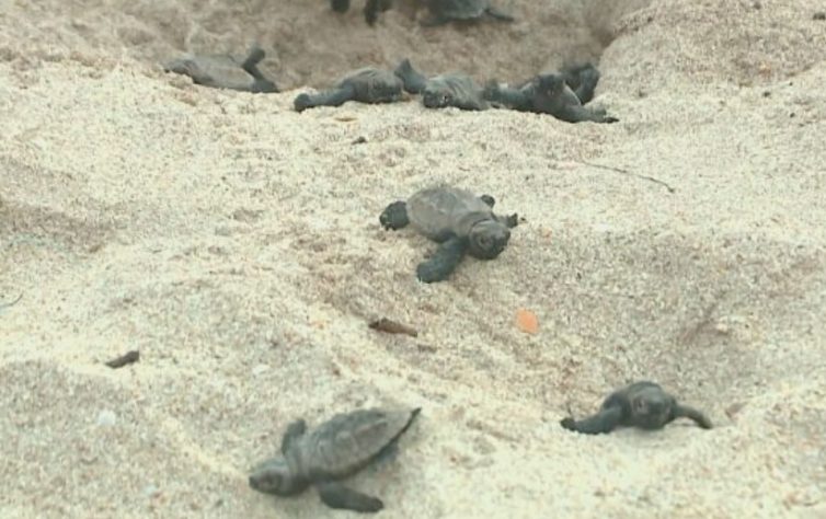 NInhos de tartarugas marinhas no litoral do Piauí