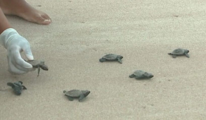 NInhos de tartarugas marinhas no litoral do Piauí