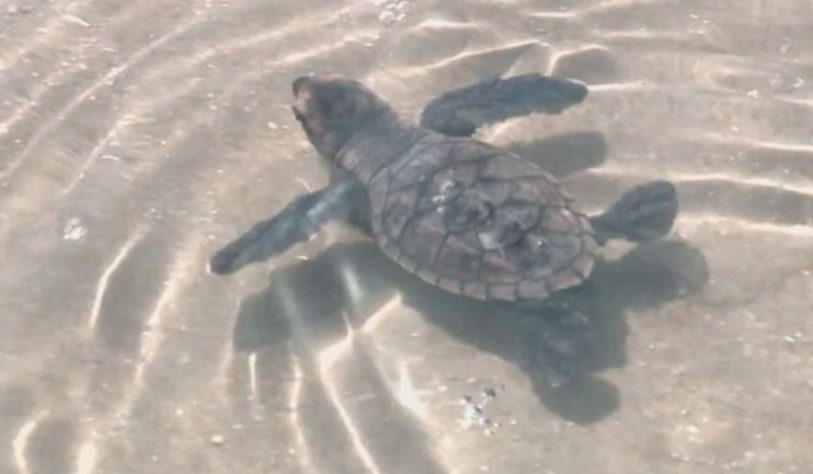 NInhos de tartarugas marinhas no litoral do Piauí