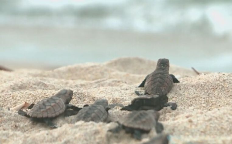 NInhos de tartarugas marinhas no litoral do Piauí
