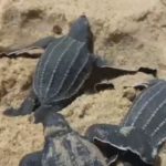 Tartarugas marinhas no Piauí ninhos desova praia em Luís Correia