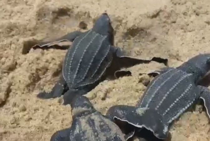Estado com menor litoral no Brasil é o favorito das tartarugas marinhas