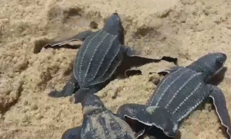 NInhos de tartarugas marinhas no litoral do Piauí