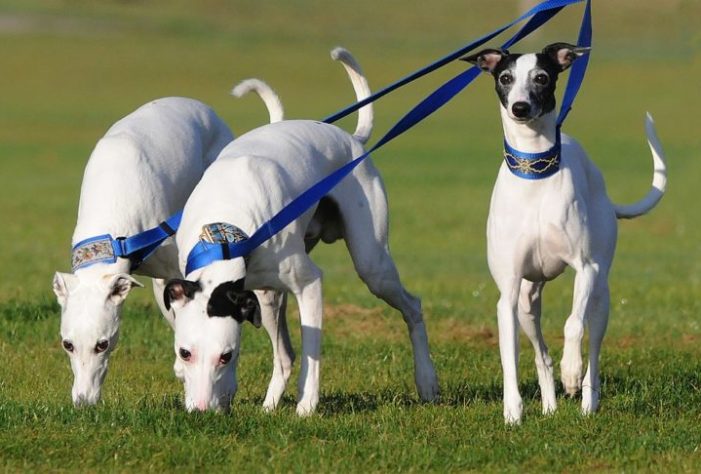 Cachorro Whippet