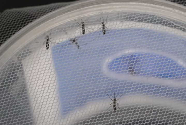 A Wolbachia é uma bactéria intracelular presente em cerca de 60% dos insetos, inclusive em alguns mosquitos. Entretanto, ela não é encontrada naturalmente no Aedes aegypti, que pode transmitir a Dengue, Chikungunya e Zika.