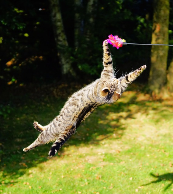 Os gatos podem atingir a velocidade de 49 km por hora em corridas de curta distância e são capazes de dar saltos que correspondem a cinco vezes a sua altura em um único pulo. -Imagem de Karsten Paulick por Pixabay