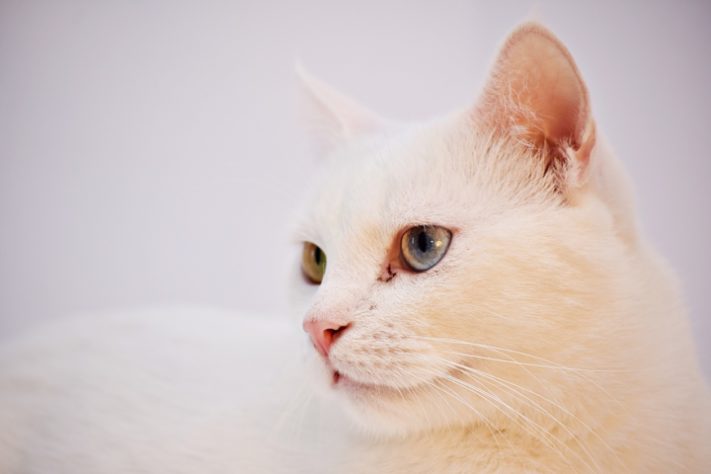 Gatos