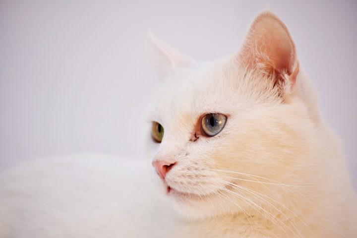 Os gatos angorá têm a pelagem longa e sedosa, com predominância do branco e do alaranjado. Eles têm  orelhas pontiagudas e corpo elegante. Nativos da Turquia, vivem de 12 a 18 anos.-Didi S por Pixabay