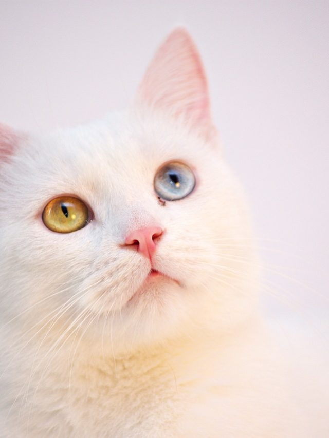 Curiosidades sobre a inteligência dos gatos
